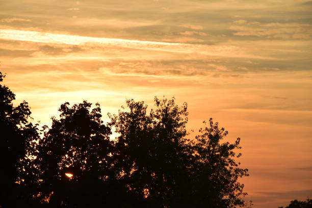 Treetops in the sunset, under the red sky