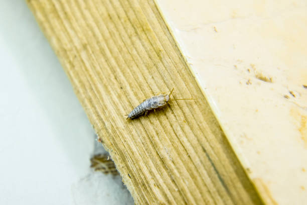 istock Pest books and newspapers. Insect feeding on paper - silverfish 868631548