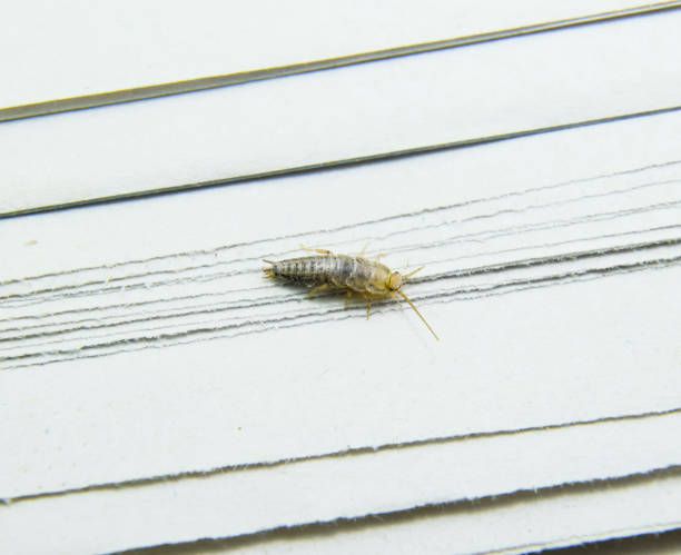 istock Pest books and newspapers. Insect feeding on paper - silverfish 868631550