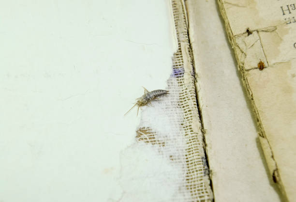 Insect feeding on paper - silverfish. Pest books and newspapers.