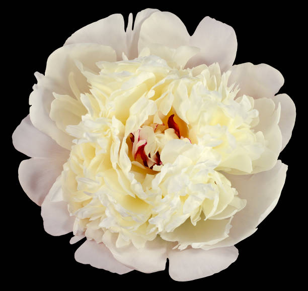 istock black background peony flower isolated 868633752