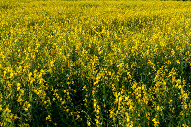istock Yellow Sun Hemp Field  Crop View 868633922