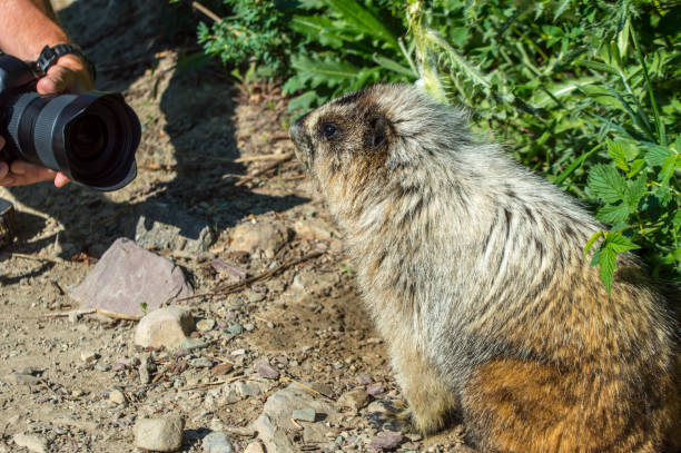 Marmot proudly posing for a photographer stock photo