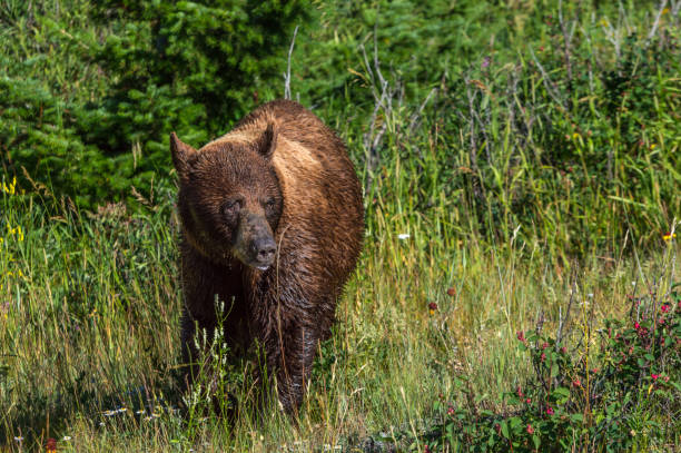 Grizzly bear walking around the meadow in Waterton national park, Alberta, Canada stock photo