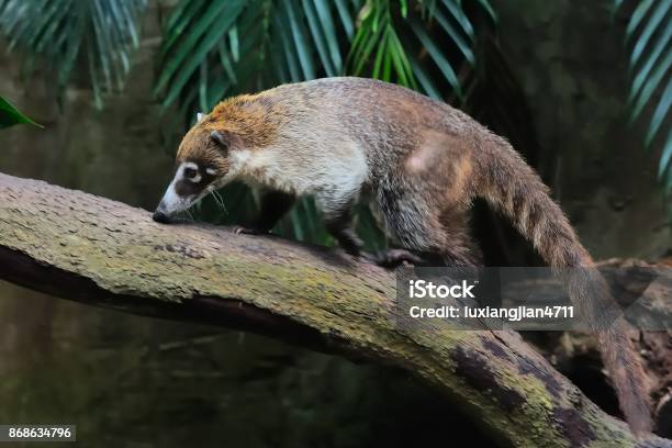 Rare Animalwhitenosed Coati Stock Photo - Download Image Now - Animal, Animals In The Wild, Color Image - iStock Rare Animalwhitenosed Coati Stock Photo - Download Image Now - Animal, Animals In The Wild, Color Image - iStock