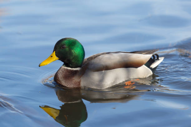 Mallard duck slip on water