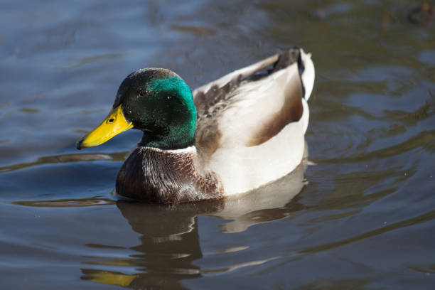 istock Male duck slip on water 868635104