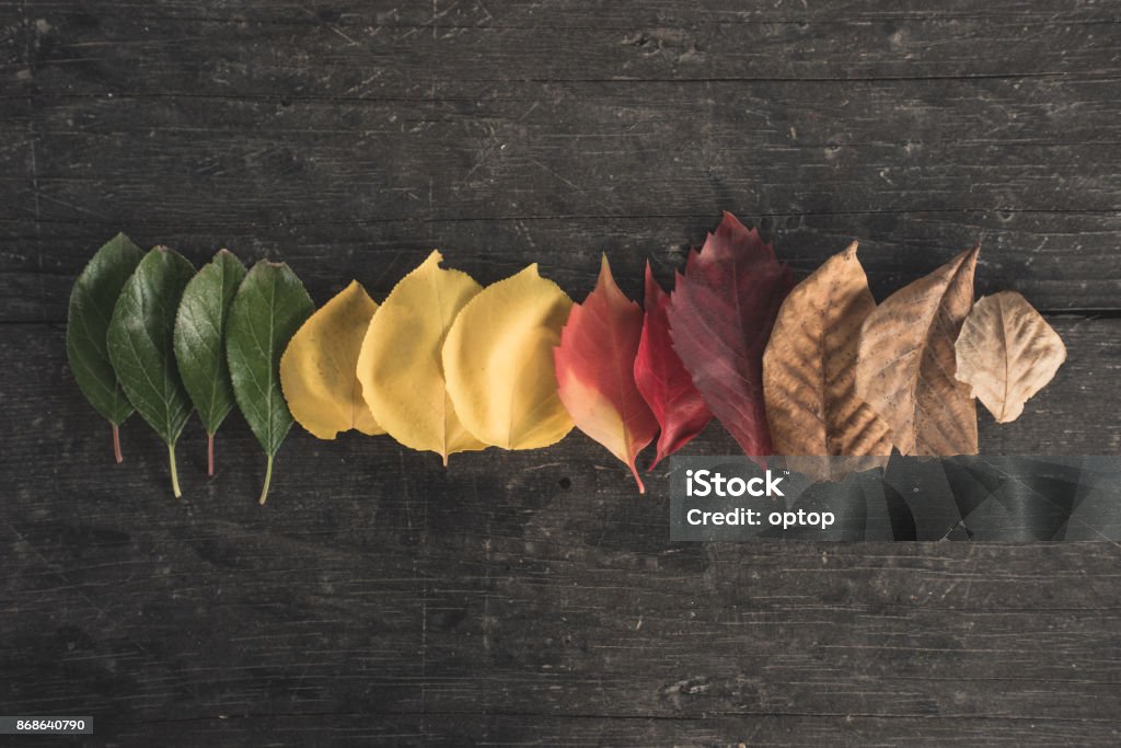 Autumn Is Coming Leaves in different stages on a wooden table Four Seasons Stock Photo