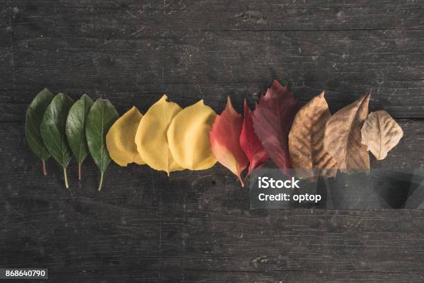 Autumn Is Coming Stock Photo - Download Image Now - Four Seasons, Season, Change