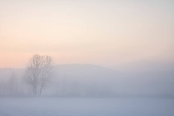 albero nel nebbioso paesaggio invernale al tramonto - snow nature sweden cold foto e immagini stock