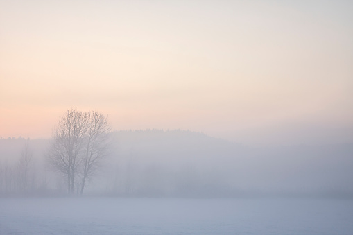 Beautiful winter landscape with fog over a snow-covered meadow and trees in frost on a frosty morning.