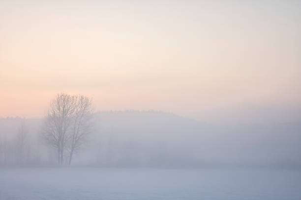 Photo of Tree in foggy winter landscape at sunset