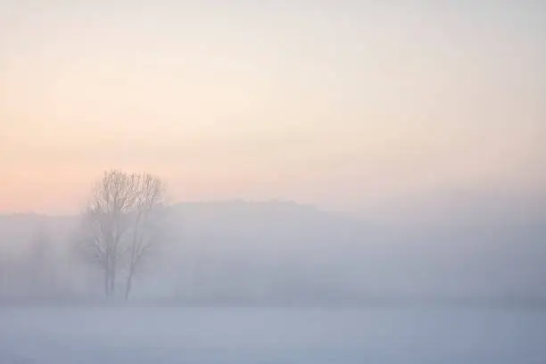 Photo of Tree in foggy winter landscape at sunset