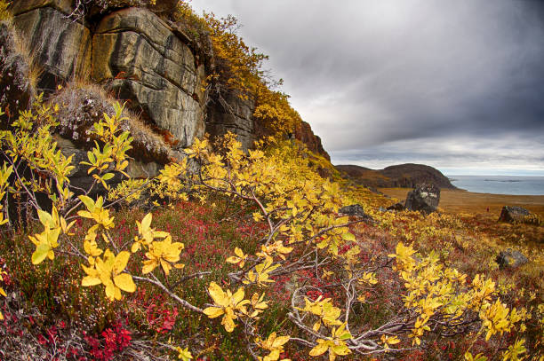 Dwarf Burch (Betula nana), Victoria Island, North West territories,Canada