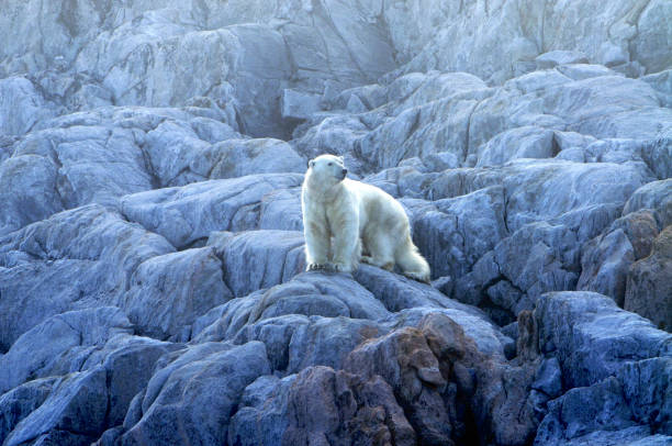 Polar Bear (Ursus maritimus), Arctic, Nunavut, Canada