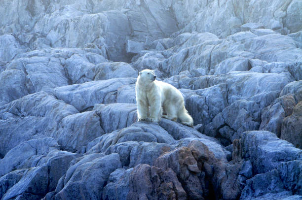 北極熊 (休斯 maritimus), 北極地區, 加拿大 - 努勒維特地區 個照片及圖片檔