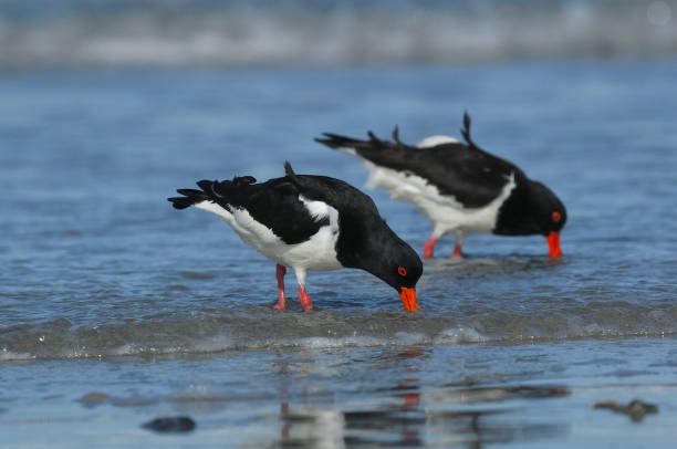 istock eurasian oystercatcher (Haematopus ostralegus) 868658462