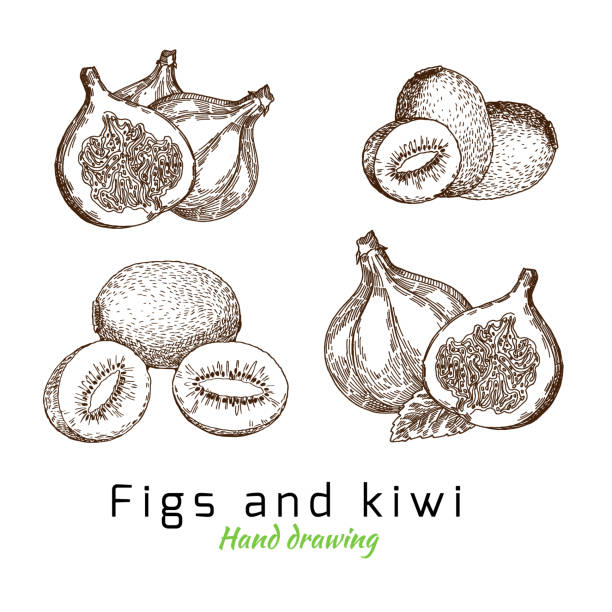 ilustrações, clipart, desenhos animados e ícones de figos e kiwi, vetor mão de desenho - fruta kiwi