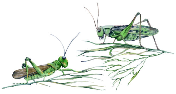 ilustrações, clipart, desenhos animados e ícones de gafanhoto na grama. isolado no fundo branco. - grasshopper locust isolated multi colored