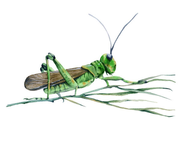 Grasshopper in the grass. Isolated on white background. Grasshopper in the grass. Isolated on white background. Watercolor illustration. painted grasshopper stock illustrations