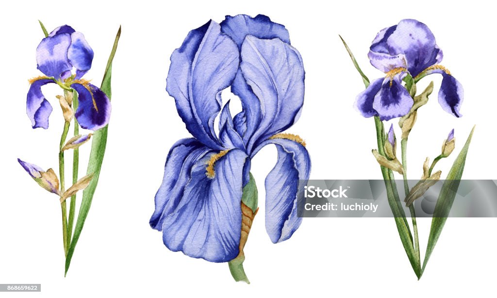 Ilustración de Flor De Iris Aislado Sobre Fondo Blanco y más Vectores Libres de Derechos de Iris - Flor - Iris - Flor, Flor, Pintura de acuarela - iStock Ilustración de Flor De Iris Aislado Sobre Fondo Blanco y más Vectores Libres de Derechos de Iris - Flor - Iris - Flor, Flor, Pintura de acuarela - iStock