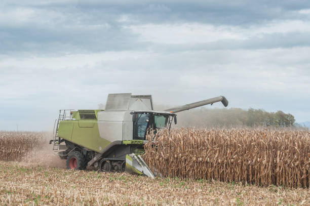 istock harvesting of maize grain on cloudy sky background 868662358