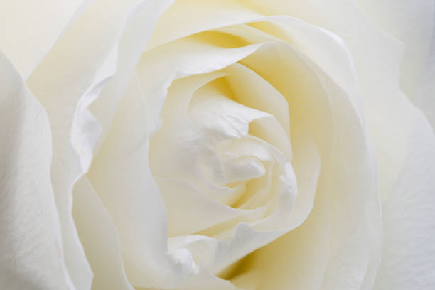 istock close up of white rose 868665720