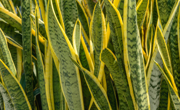 sansevieria plant or snake plant - white indian hemp imagens e fotografias de stock