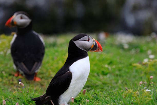 istock pair of wild puffins 868671132
