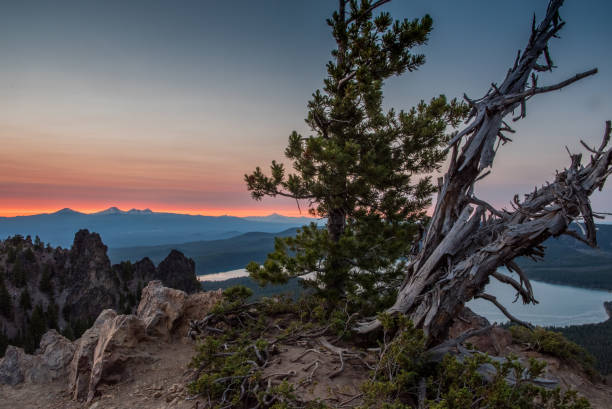 gnarly tree si trova in cima al picco paulina al tramonto - pine sunset night sunlight foto e immagini stock