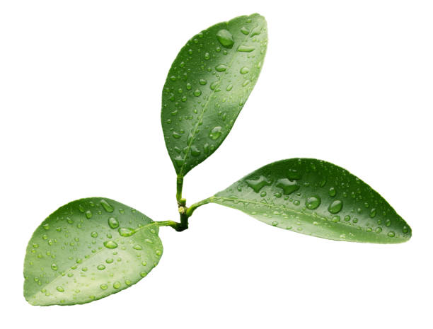 istock tangerine leaves with water drops isolated on a white background 868671582