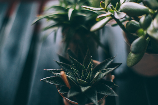 Variety of succulent plants and cactus. Potted plants. Natural light