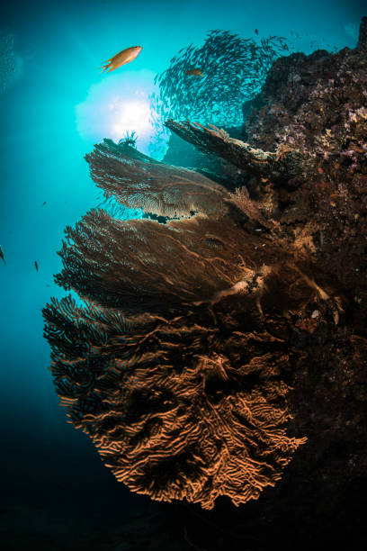 istock sea fan and sun 868685406