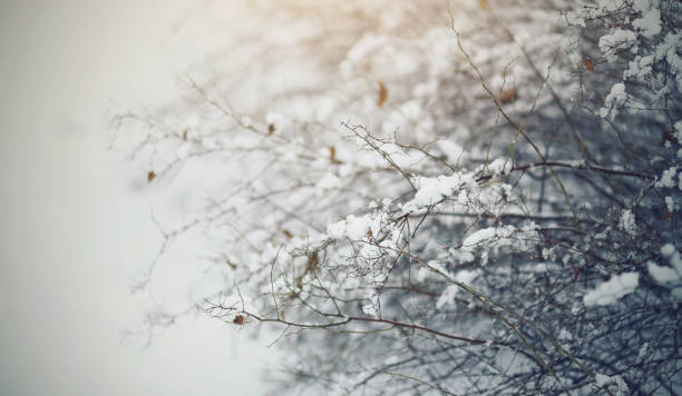 istock Snow-covered bushes in cloudy snow weather. 868688586