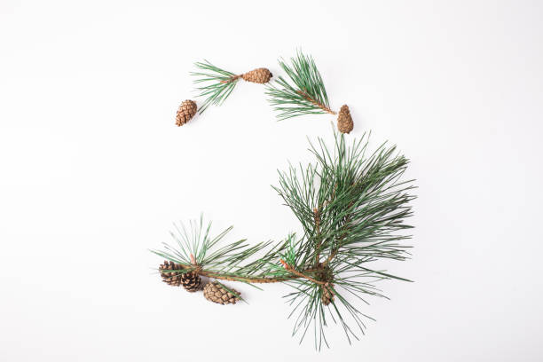 istock Pine branch with cone on a white background for Christmas decorations 868692572