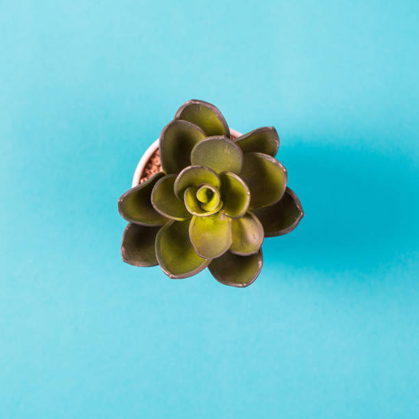 istock Artificial plant in a white pot on a blue background 868692614