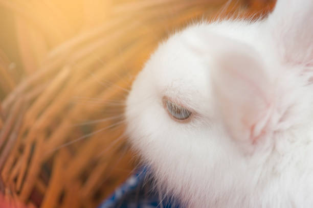 istock The small deorative white rabbit is sitting into the basket with Instagram orange toned. The Easter and celebration at home concept. Instagram 868692906
