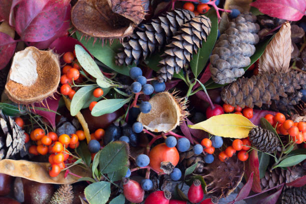 foglie autunnali, ghiande, bacche di soia, composizione di castagno e rosa canino. sfondo autunnale. - chestnut autumn food fruit foto e immagini stock