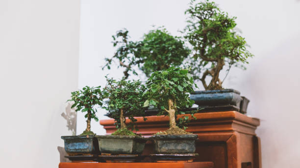istock A small bonsai tree in a ceramic pot close-up.bonsai tree for sale 868696008