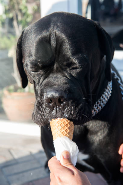 istock Dog Eating Ice Cream 868696638