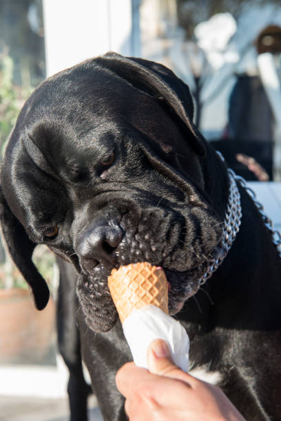 istock Dog Eating Ice Cream 868696840