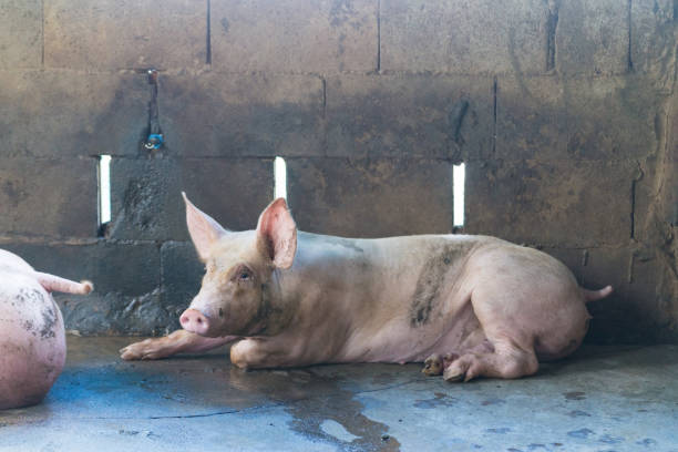 istock Group of pig sleeping eating in the farm. 868703032