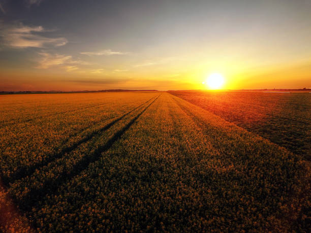 istock Sunset over canola field in bloom 868707696