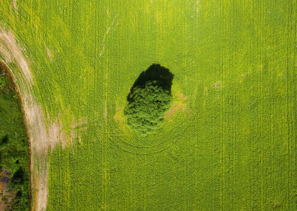 istock Aerial view of willow tree in rapeseed field 868707786