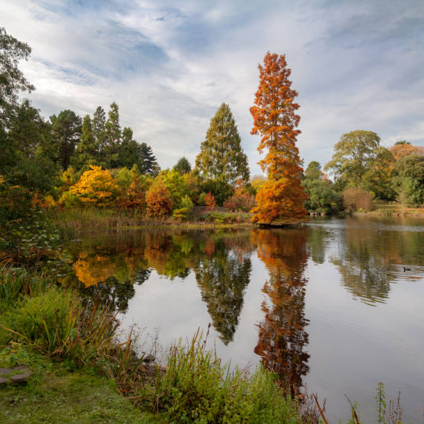 Autumn trees reflecting on pond vertical panorama of autumn tree reflections kew gardens stock pictures, royalty-free photos & images