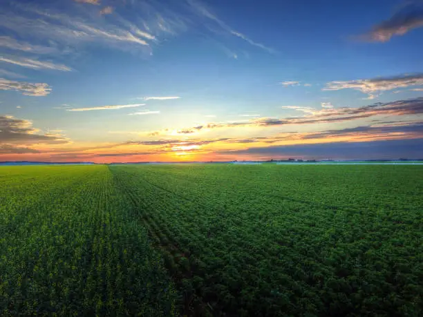 Photo of Aerial view of sunset over canola and soybean field