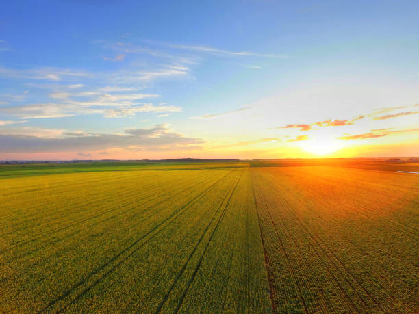 istock Aerial view of sunset over canola field 868708408