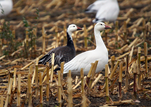 The blue and white morphs or colors of snow geese, Chen caerulescens