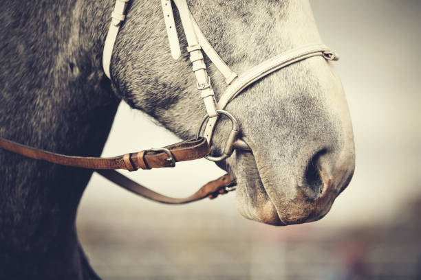 istock Muzzle of a horse in a bridle. 868714362