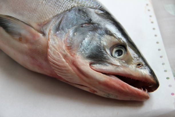 istock Fresh salmon / Salmon head / Sea fish 868714386